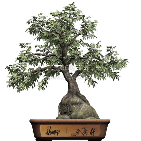 CG咖-角树模型盆景模型盆栽模型树木模型