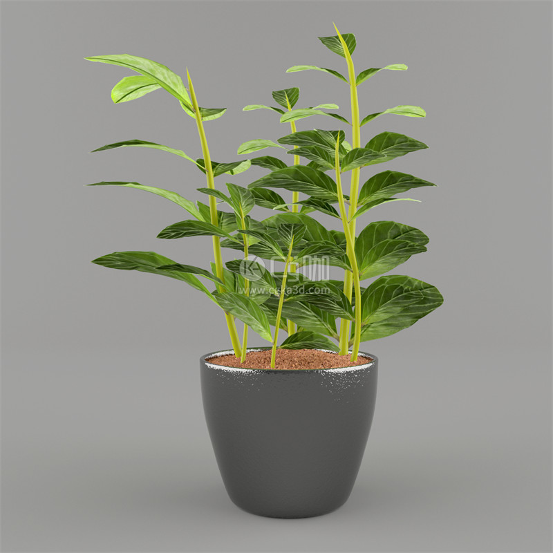 CG咖-盆栽模型绿植模型花盆模型