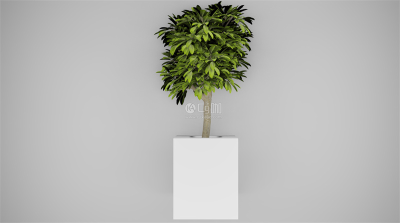 CG咖-落地盆栽模型绿植模型花盆模型小树模型