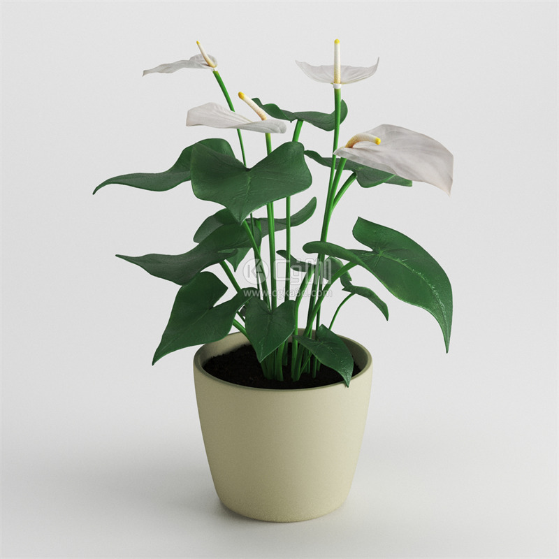 CG咖-红掌模型绿植模型盆栽模型花盆模型