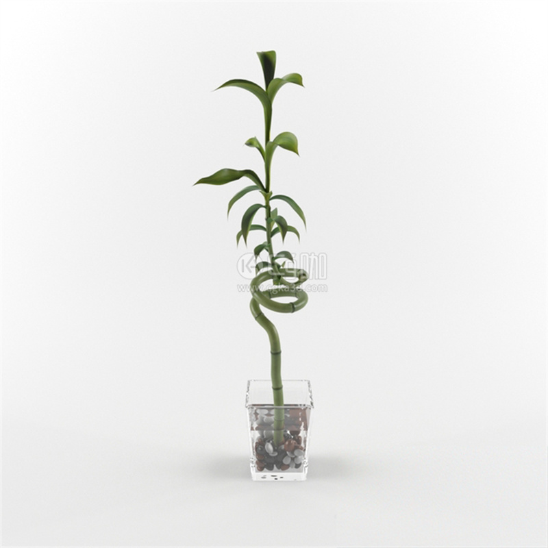 CG咖-盆栽模型龙血树属植物模型富贵竹模型