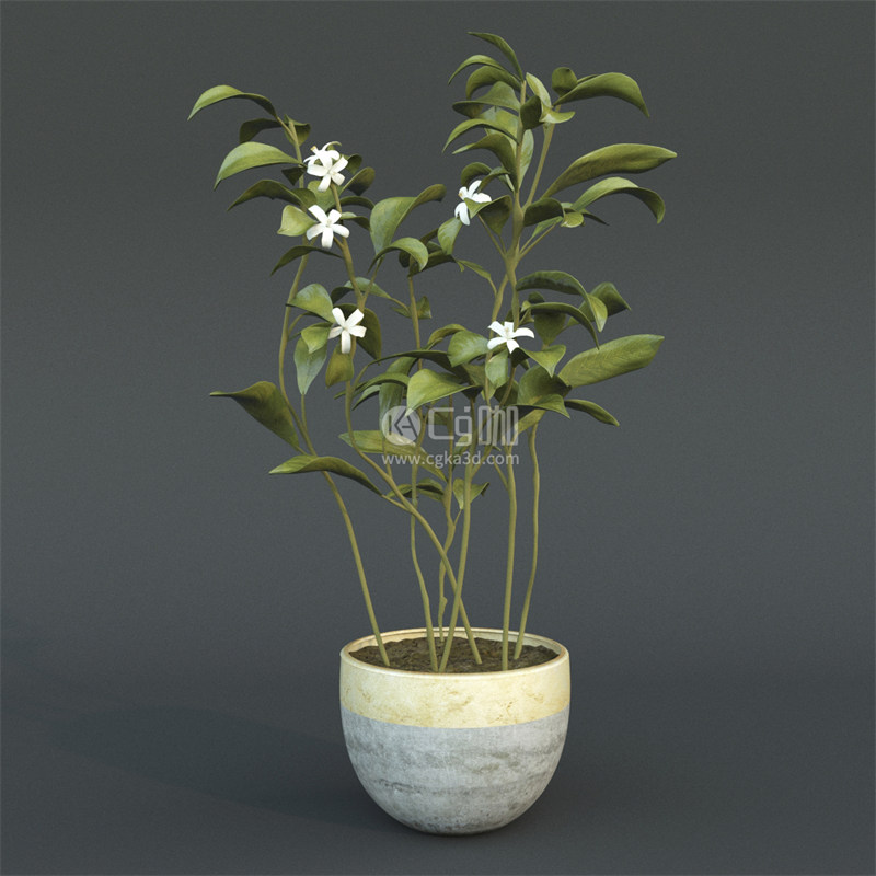 CG咖-盆栽模型花盆模型绿植模型