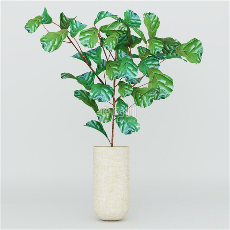 CG咖-花盆模型琴叶榕模型盆栽模型绿植模型