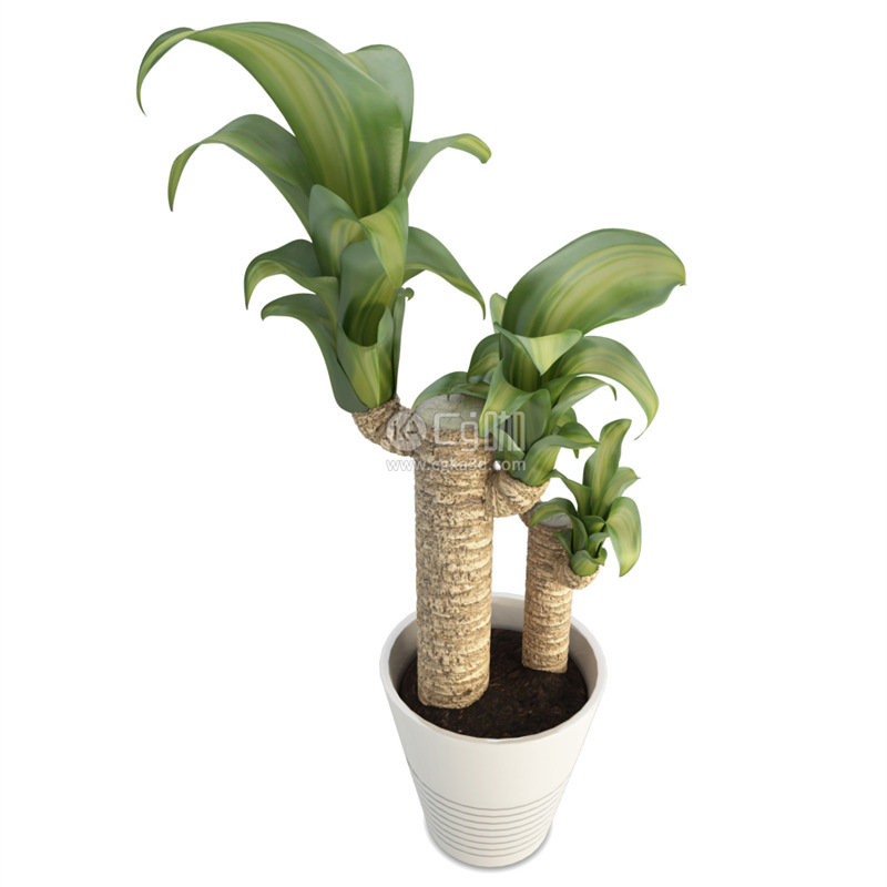 CG咖-龙血树模型绿植模型花盆模型盆栽模型