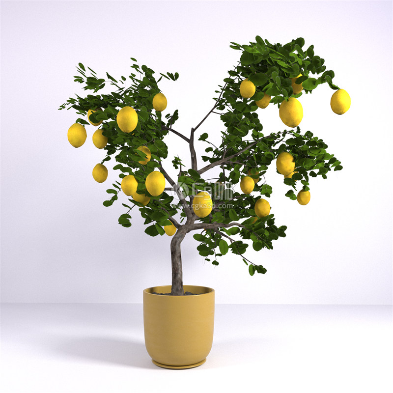 CG咖-柠檬模型柠檬树模型盆栽模型花盆模型