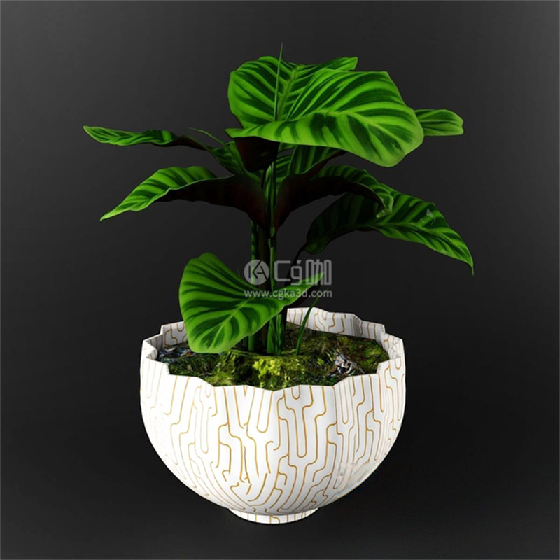 CG咖-天鹅绒竹芋模型盆栽模型花盆模型绿植模型