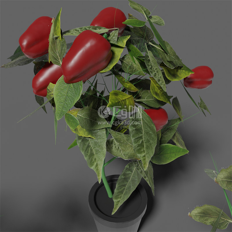 Blender工程-装饰辣椒模型装饰辣椒树模型