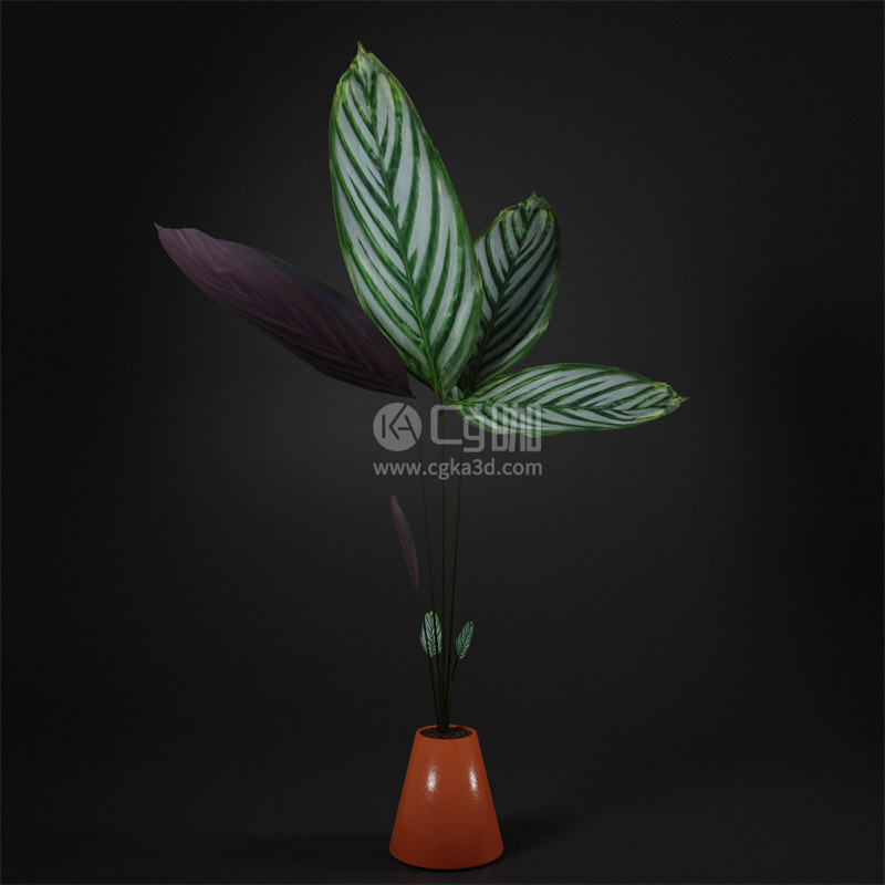 Blender工程-绿植模型植物模型盆栽模型肖竹芋模型