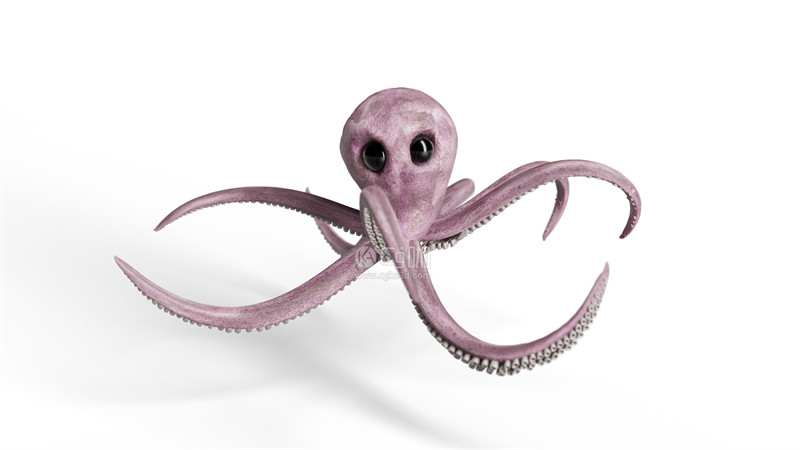 Blender工程-乌贼模型海洋生物模型章鱼模型