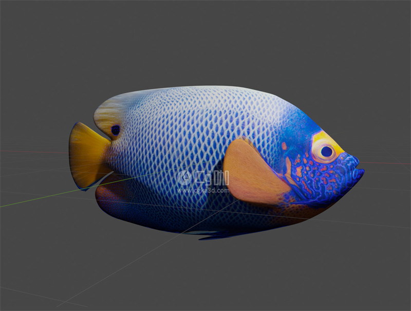 Blender工程-热带鱼模型蓝脸神仙鱼模型
