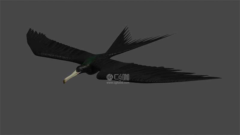 Blender工程-军舰鸟模型动物模型