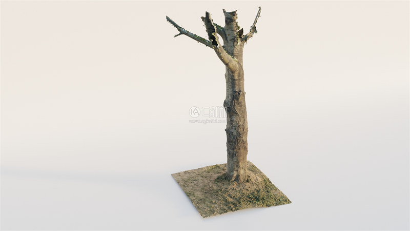 Blender工程-树干模型枯树干模型