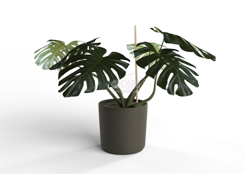 Blender工程-盆栽模型龟背竹模型绿植模型花盆模型