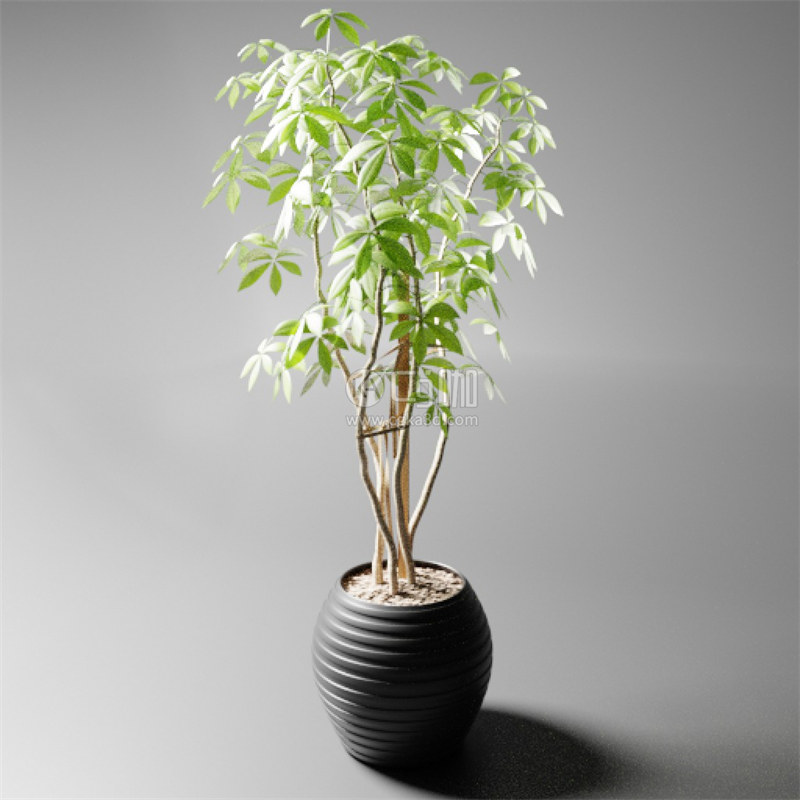 Blender工程-盆栽模型发财树模型花盆模型小树模型