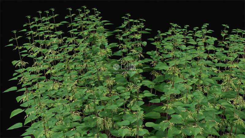 Blender工程-植物模型草模型荨麻模型