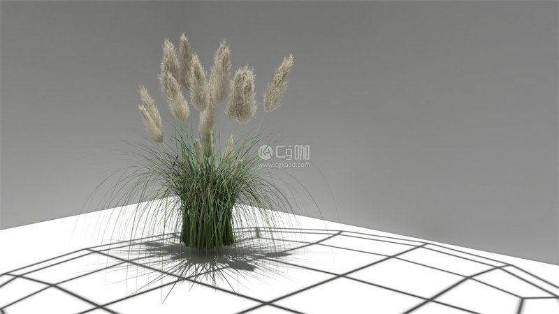 Blender工程-野草模型潘帕斯草模型蒲苇模型