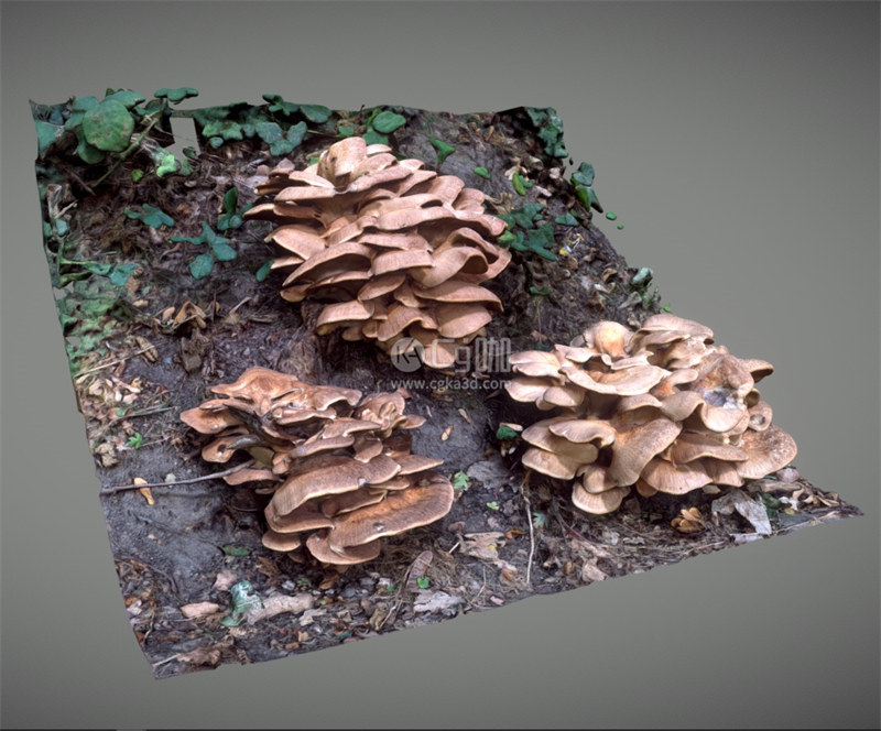 Blender工程-蘑菇模型