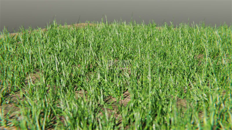 Blender工程-草地模型野草模型小草模型
