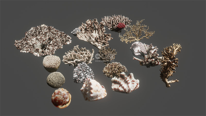 Blender工程-珊瑚模型贝壳模型