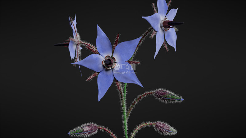 Blender工程-琉璃苣花模型野花模型