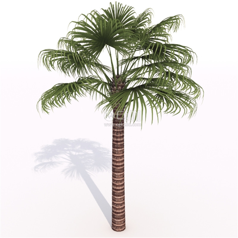 CG咖-树木模型棕榈树模型