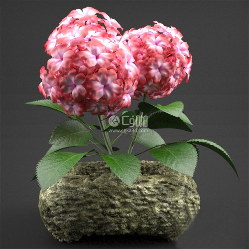 CG咖-花卉模型