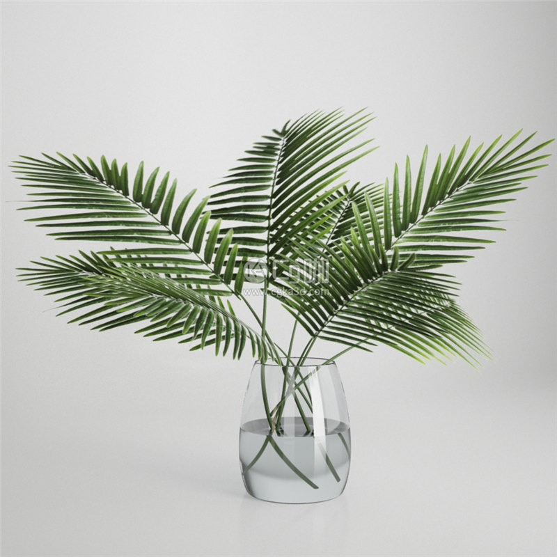 CG咖-植物模型装饰绿植模型散尾葵模型