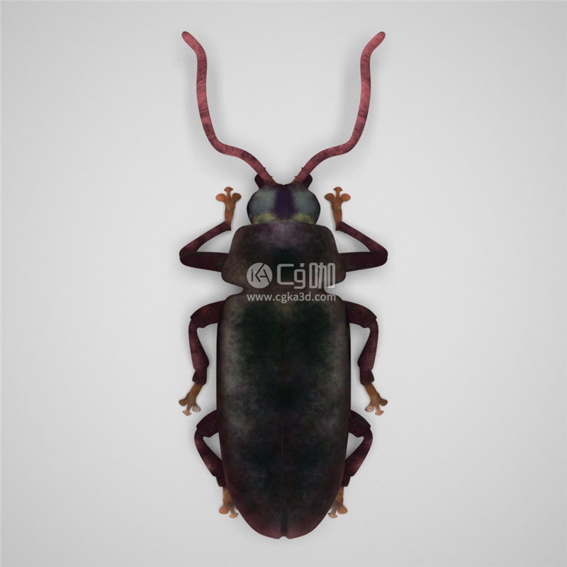 CG咖-叩头虫模型昆虫模型