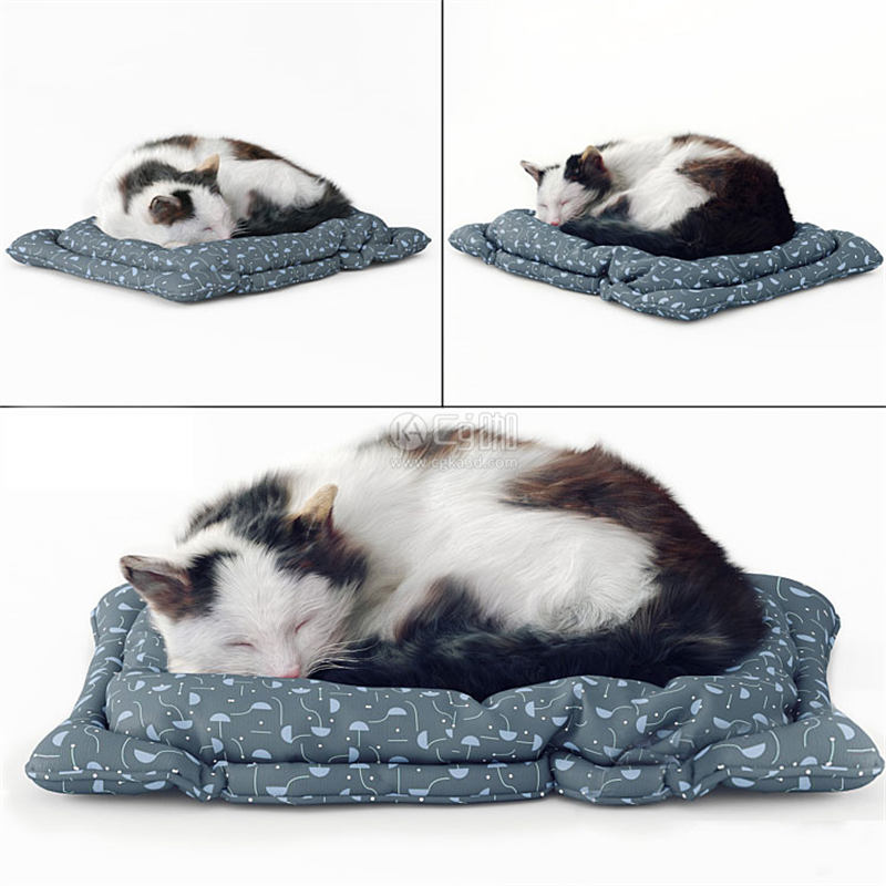 CG咖-睡着的猫模型动物模型