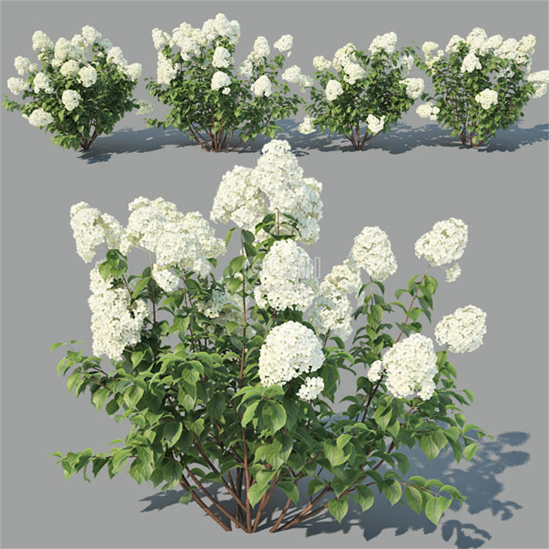 CG咖-白花模型花树模型绿植模型