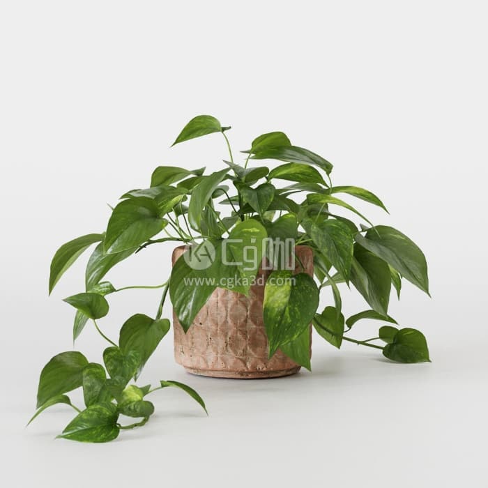CG咖-植物盆栽模型绿植绿萝模型