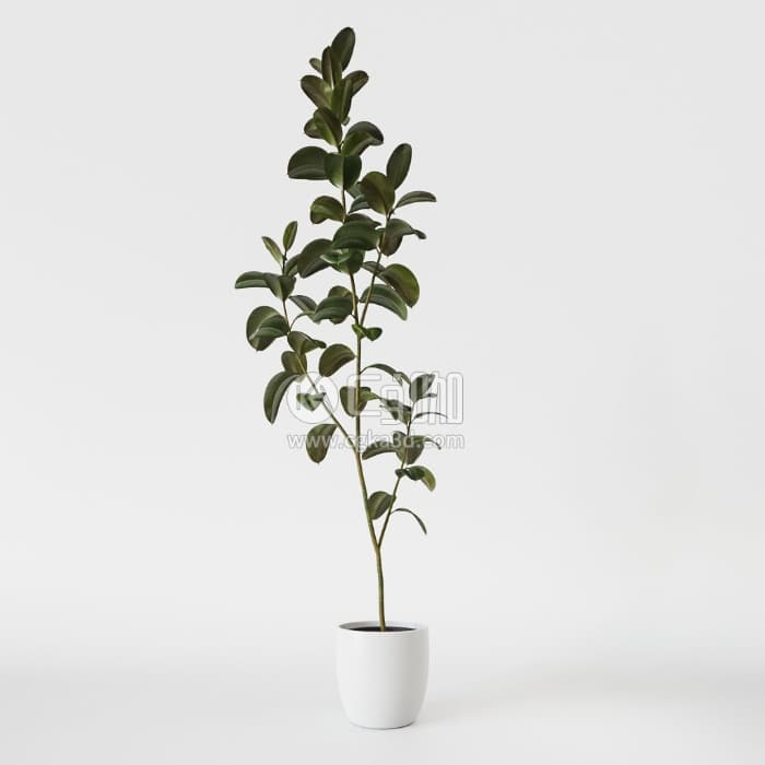 CG咖-植物盆栽模型绿植模型